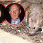 Hantavirus: Was ist die von Mäusen übertragene Krankheit, die Gene Hackmans Ehefrau betroffen hat